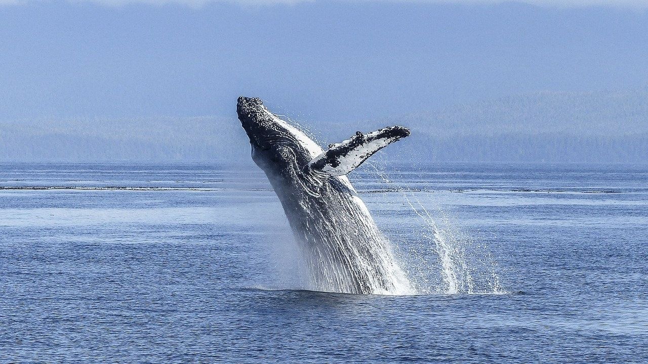 Baleia mais solitária do mundo: a curiosa história de Blue, a baleia dos 52 Hertz
