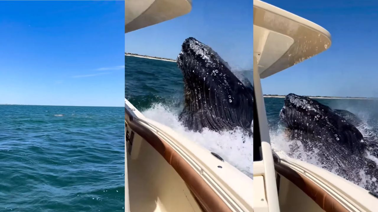 A um triz: Vídeo mostra baleia jubarte surgindo do lado de barco nos EUA
