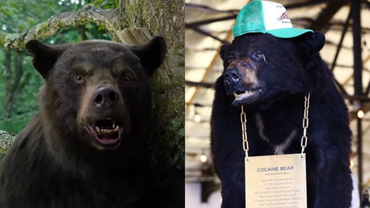 ‘Pablo Eskobear’: A história do urso que consumiu cocaína e virou filme