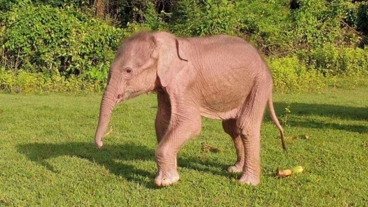‘Bons presságios’: Nasce raro elefante branco em Mianmar