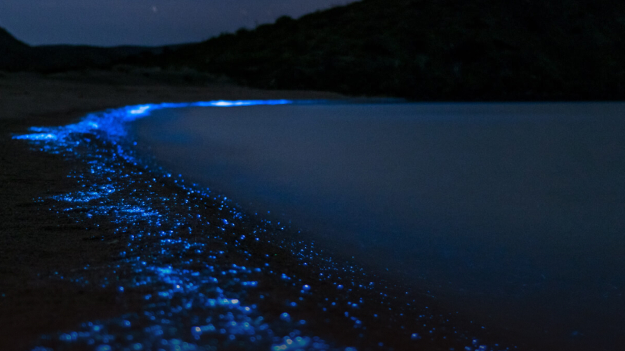 De norte a sul do mundo: As impressionantes praias que brilham no escuro