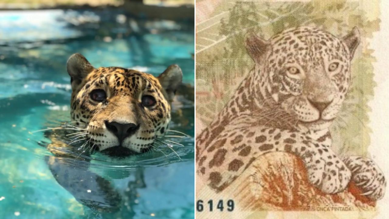 A história da onça-pintada que estampa a cédula de R$ 50 reais
