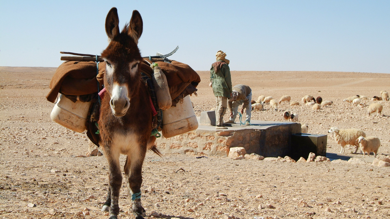 Burros foram domesticados há 7 mil anos, na África, segundo estudo