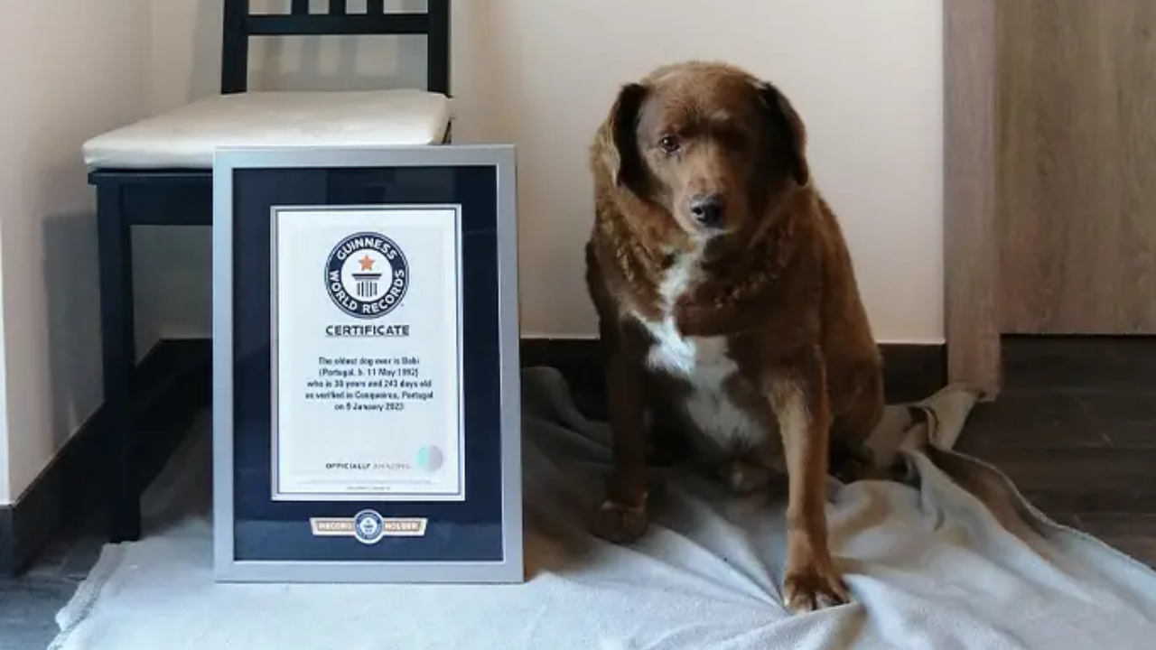 Cachorro português de 30 anos é o mais velho da história; confira!