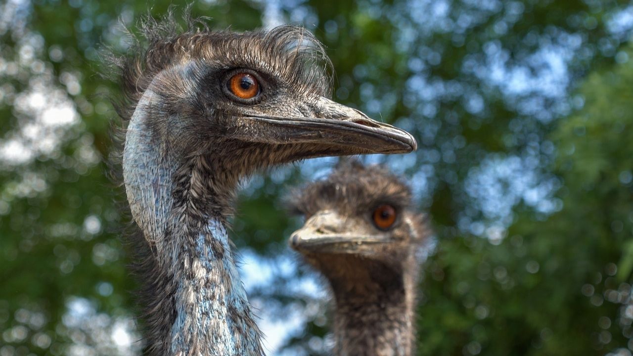 Guerra aos Emus: O conflito militar travado entre a Austrália e aves nativas