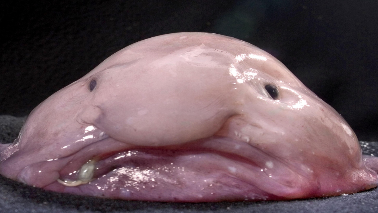 Mr. Blobby foi eleito o animal mais feio do mundo