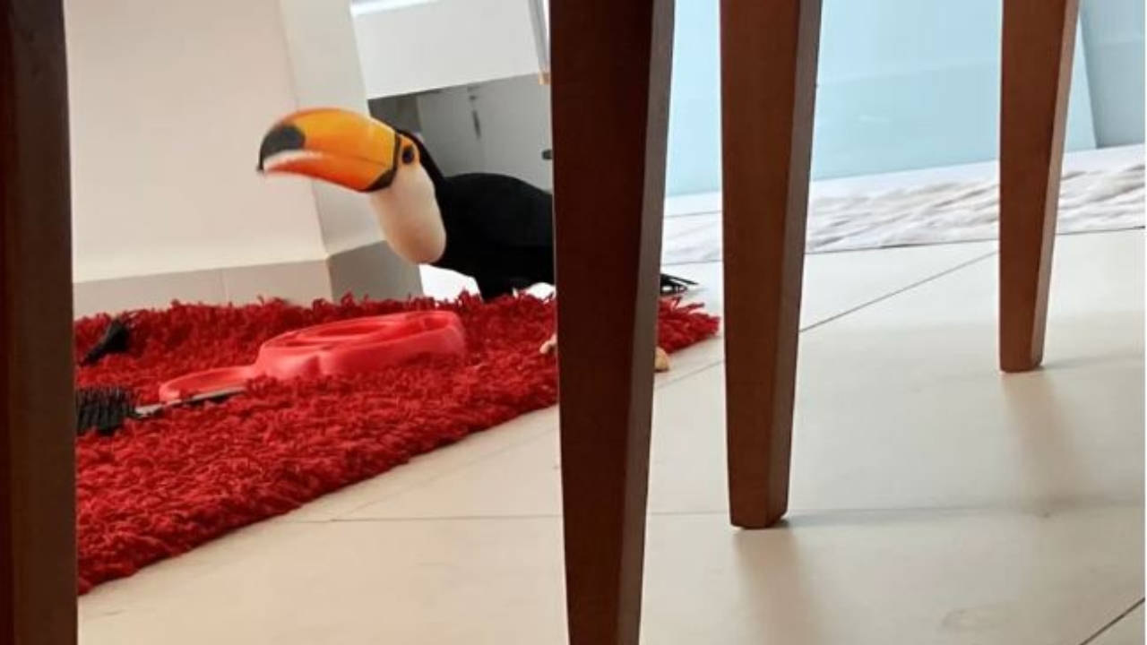 Tucano invade apartamento em São Paulo e passeia por cômodos