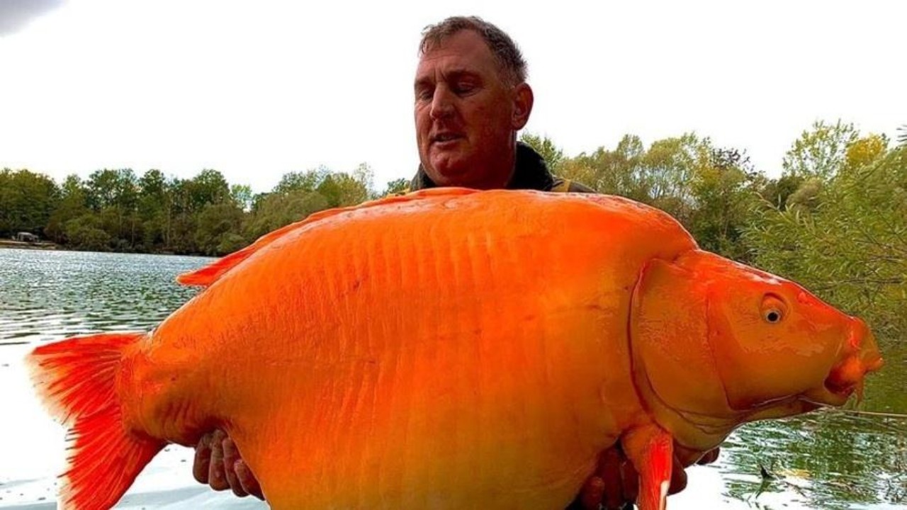 Homem britânico pesca carpa que tem o peso de uma criança de 10 anos