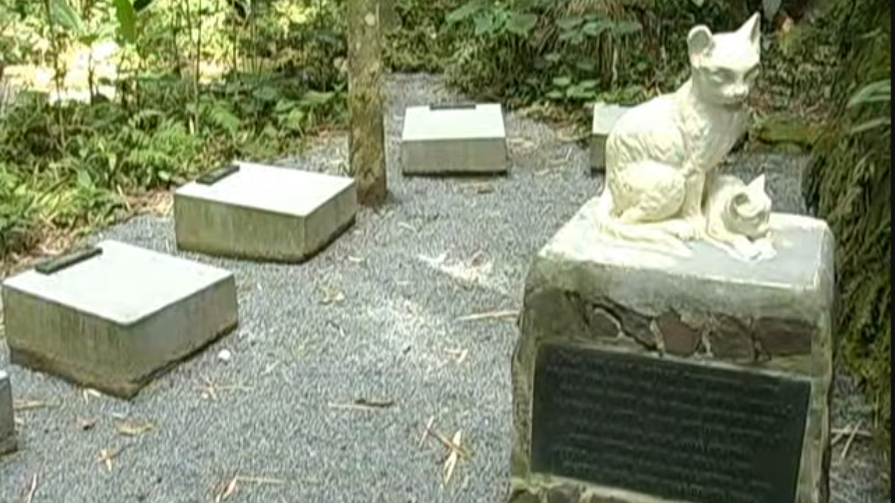 A curiosa história por trás do cemitério de gatos em Santa Catarina