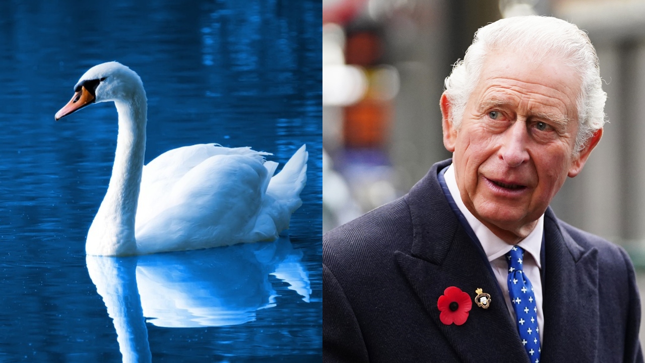 The Crown: Os cisnes são propriedade da monarquia britânica?