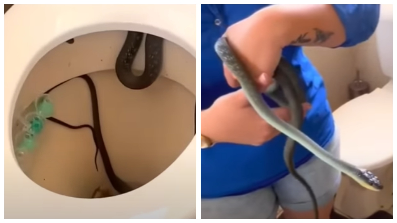 Casal australiano encontra cobra de 1,20 metro dentro da privada