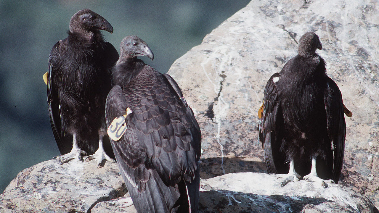 Reprodução assexuada: conheça as aves fêmeas que tiveram filhotes sem nenhum macho
