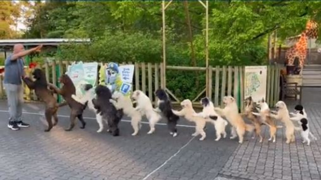 Alemão bate recorde com cães dançando conga em fila indiana