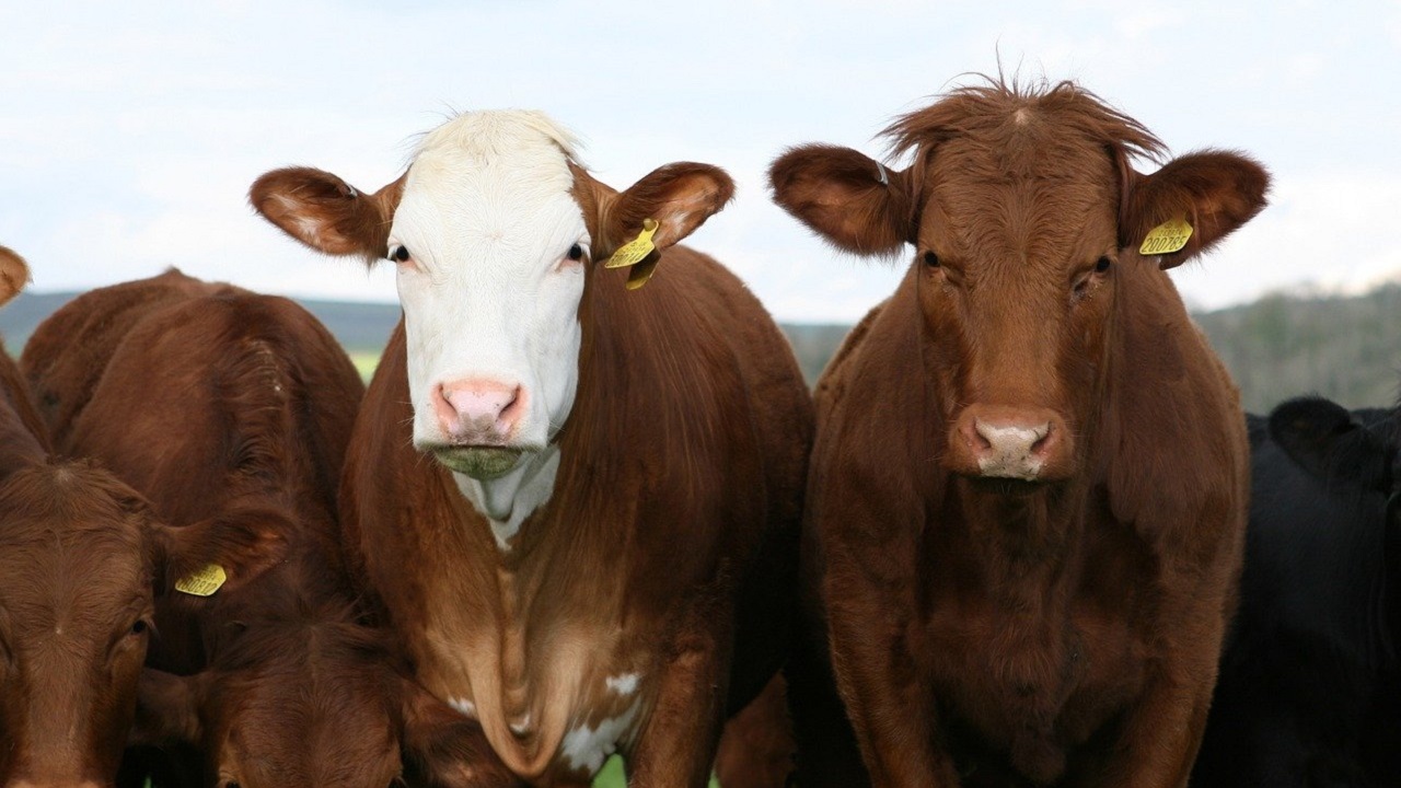 Para 16 milhões de americanos, o achocolatado vem das vacas marrons