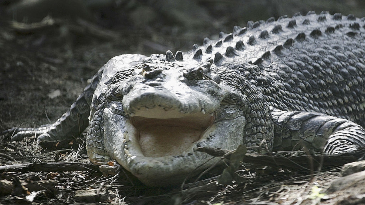 O que fez os crocodilos mudarem tão pouco? A ciência responde