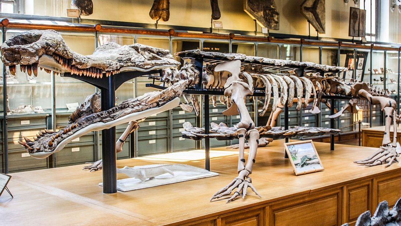 Gigantes de 12 metros há 110 milhões de anos: conheça o crocodiliano Sarcosuchus imperator