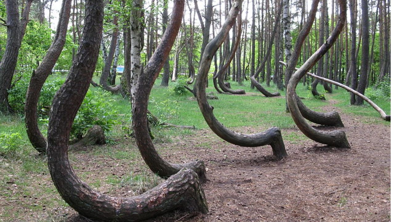 Enigma da Segunda Guerra: A incomum floresta de árvores tortas na Polônia