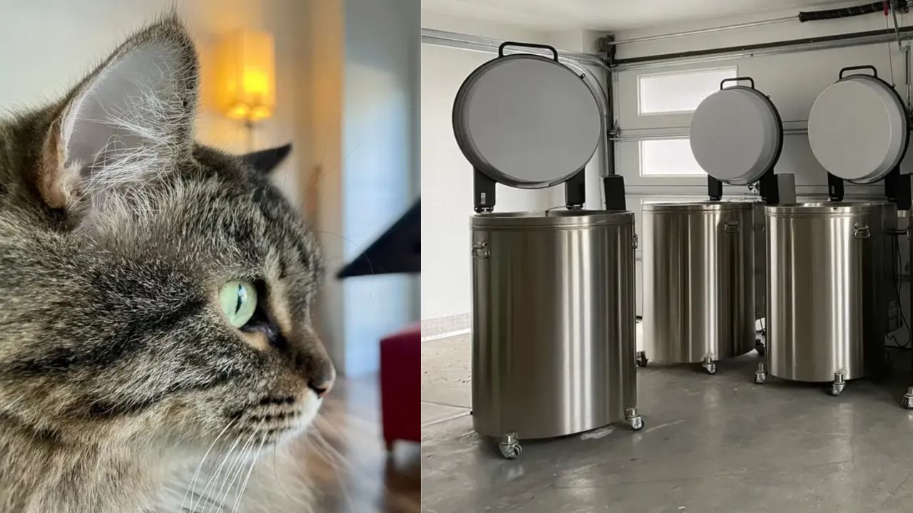 Em busca da imortalidade: A empresa que quer congelar pets falecidos