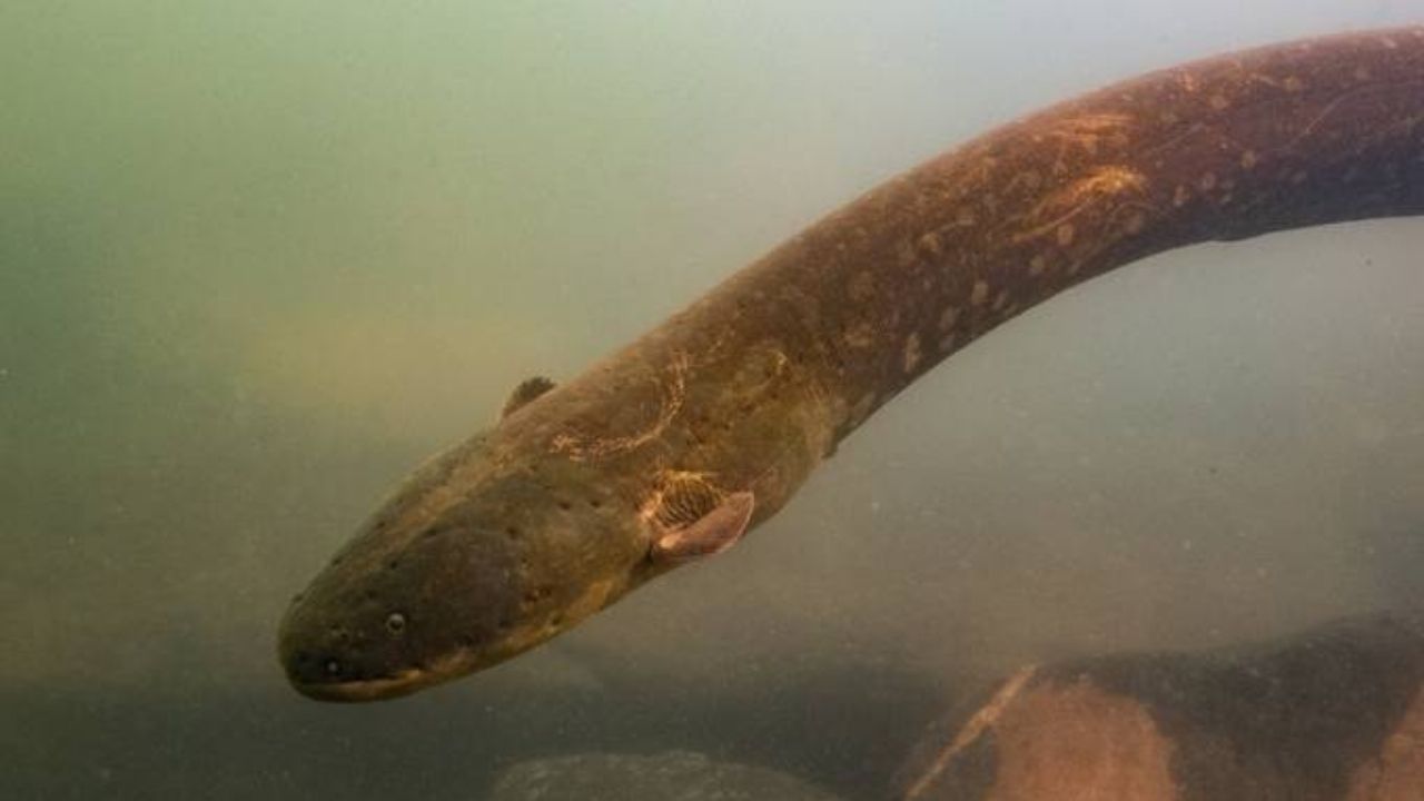 Pesquisadores brasileiros observam raro comportamento em peixe-elétrico no Pará