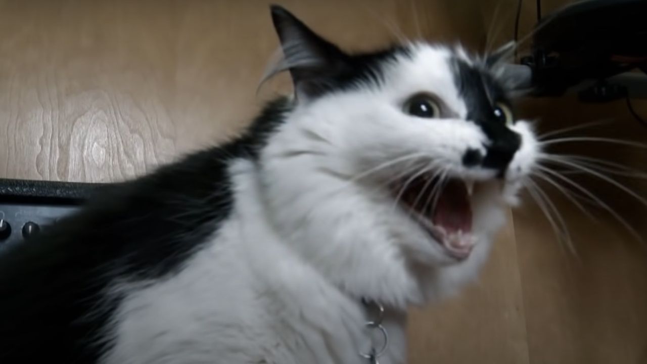 Lux, o gato que acabou parando nas manchetes dos EUA