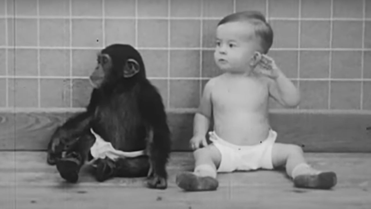 O experimento científico que criou um bebê humano e um chimpanzé lado a lado