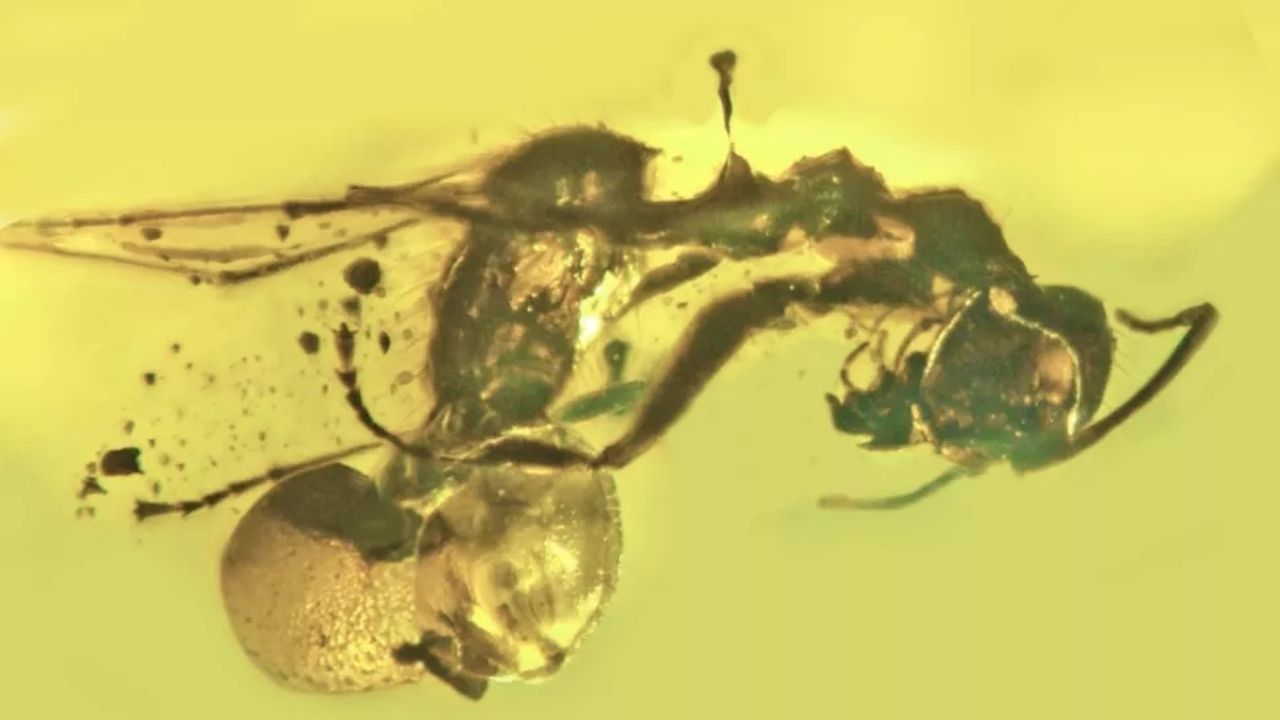 Peculiar: A formiga fossilizada de 50 milhões de anos que tem um fungo saindo de seu reto