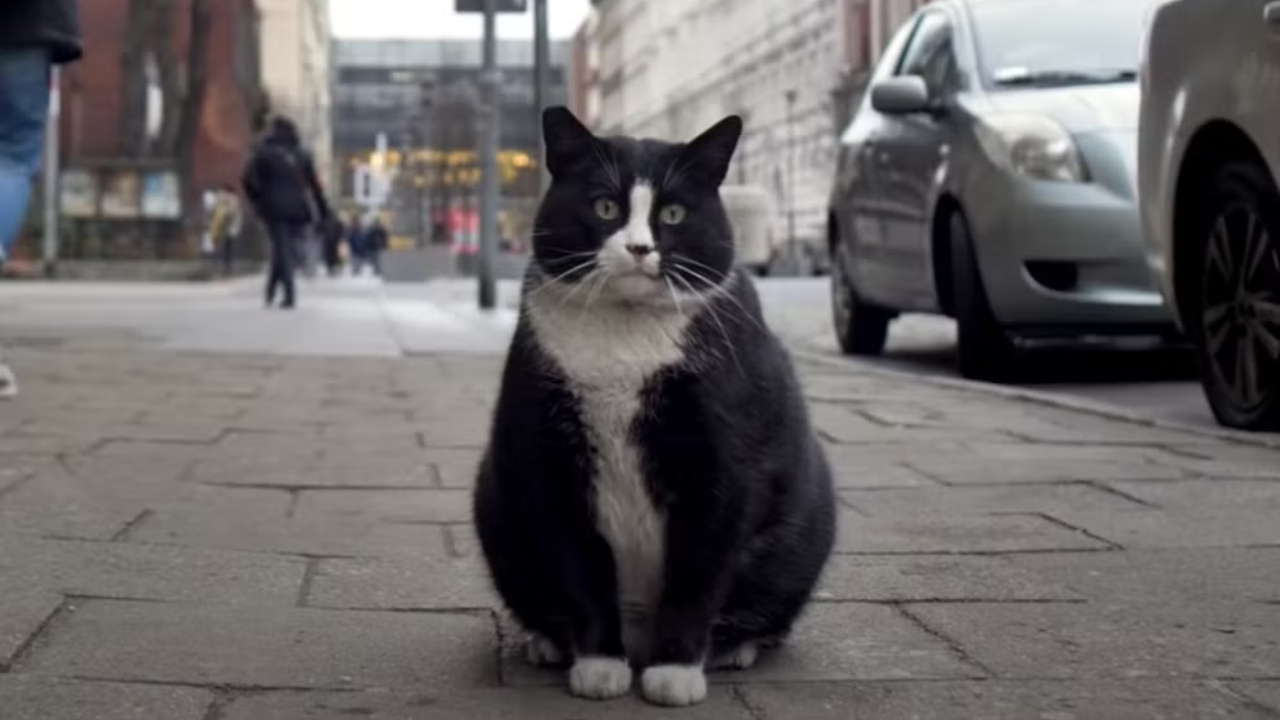 Gato comunitário da Polônia vira atração turística com avaliação de 5 estrelas