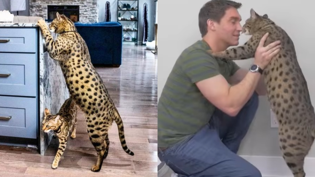 Gato de quase 48 cm é considerado o mais alto do mundo pelo Guinness