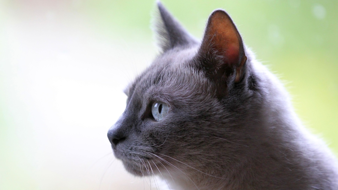 O império que usou gatos como armas