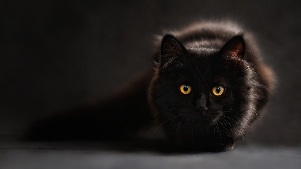 Um gato como telefone: O bizarro experimento de Ernest Glen Wever