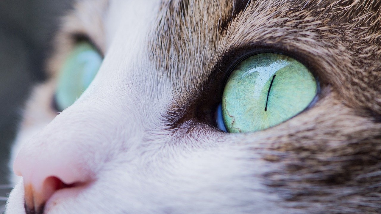 Bichano nos ares: Como um gato ‘clandestino’ impediu um voo internacional