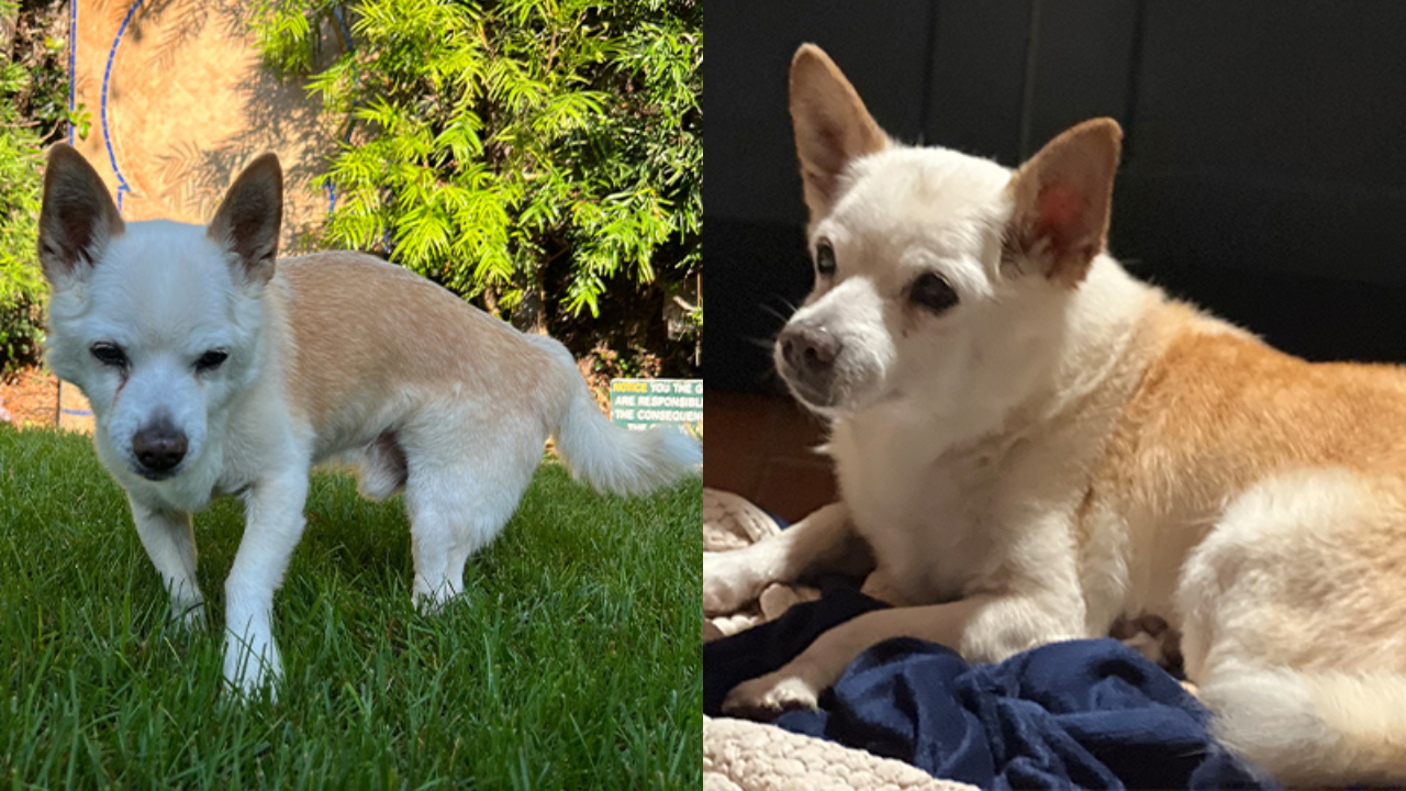 Com mais de 22 anos, cachorro ganha título de mais velho do mundo