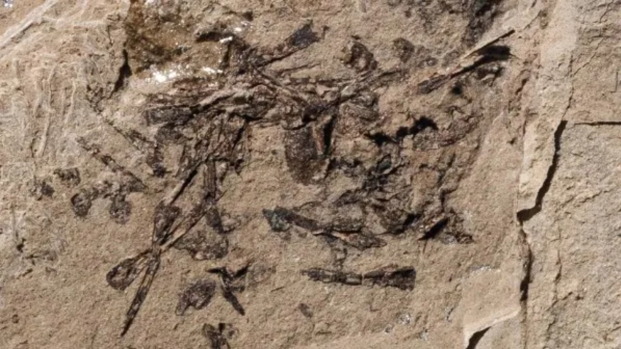 Pesquisadores descobrem vômito fossilizado de animal misterioso nos EUA