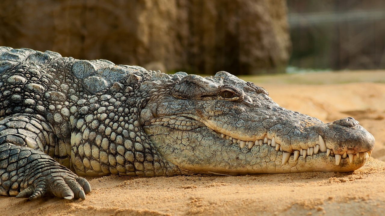 Austrália: Homem é atacado por crocodilo e morde o animal para se libertar