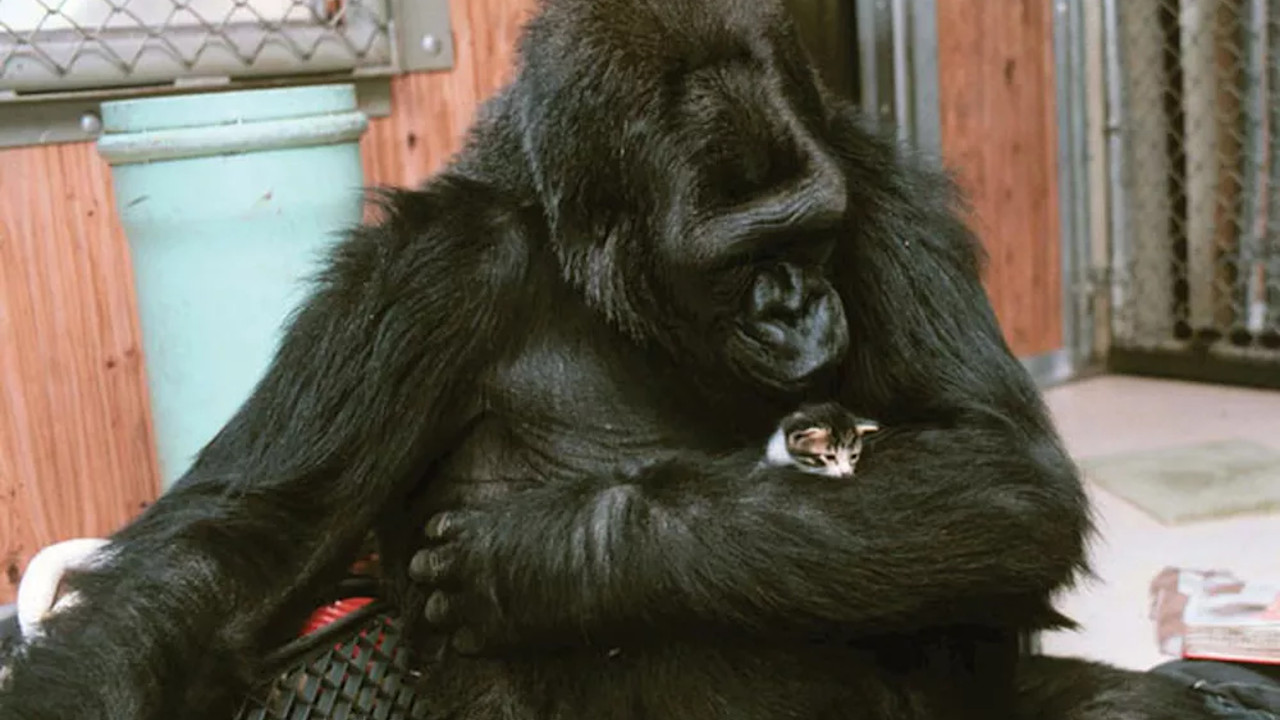 Compreendia duas mil palavras: Koko, a gorila que se comunicava com humanos