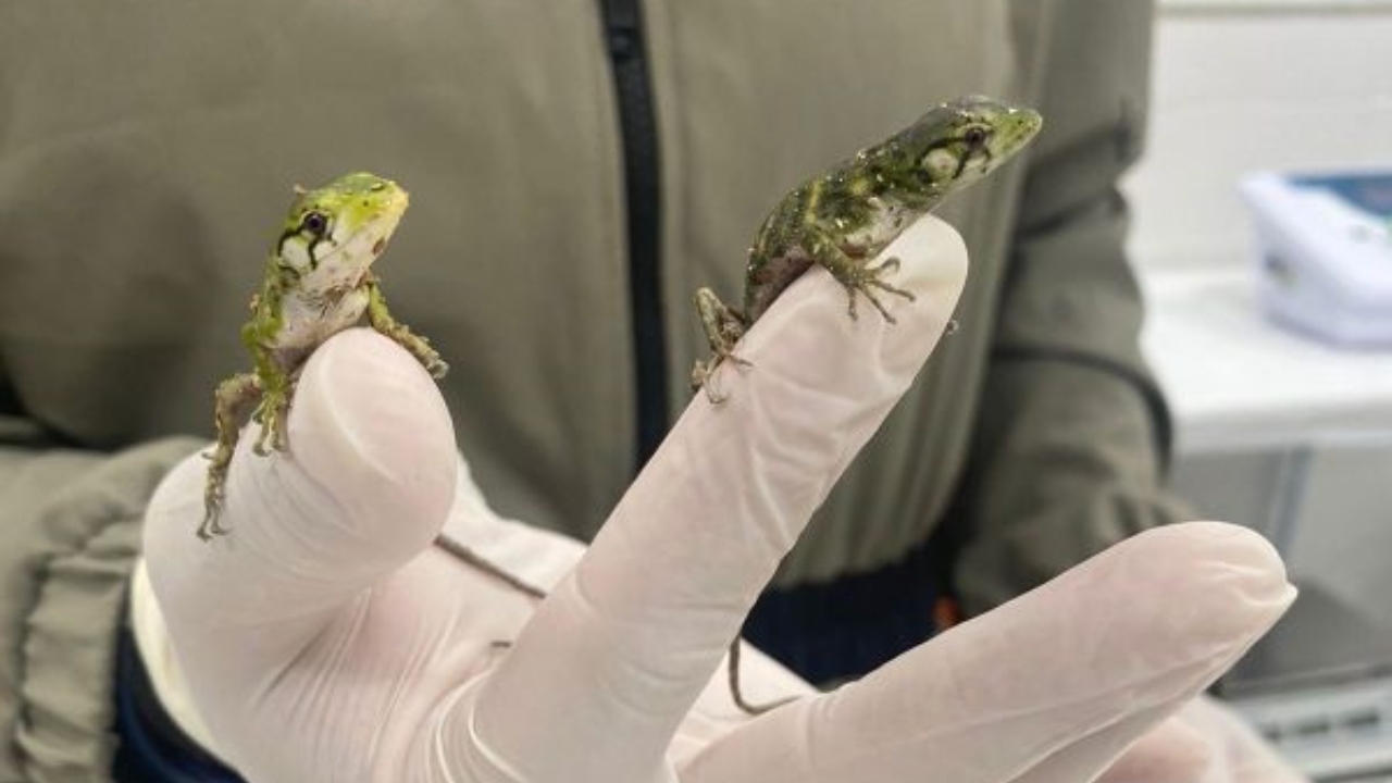 Doze lagartinhos de 1,5 grama nascem em ambiente monitorado do CETRAS do Porto Sul
