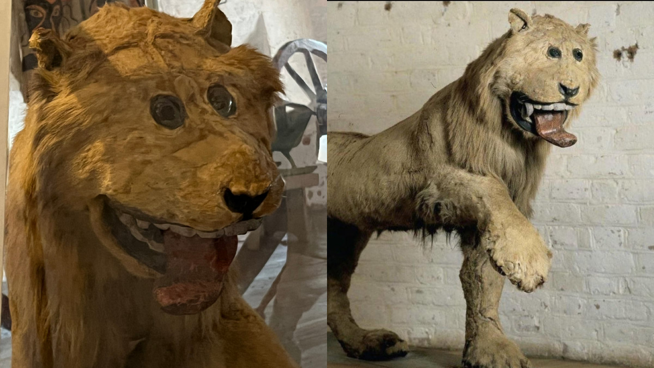 A taxidermia que deu errado: A história do leão de Gripsholm