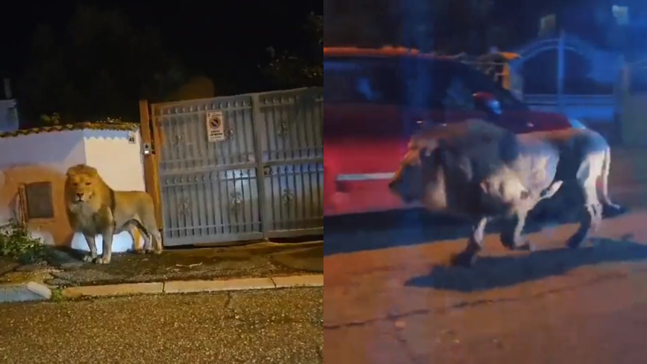 Veja o que aconteceu com o leão fugitivo de circo que aterrorizou cidade italiana