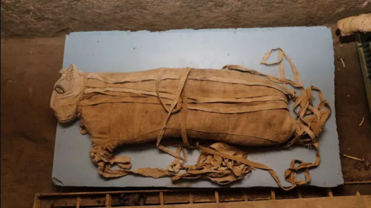 Há quatro anos, raríssimas múmias de filhote de leão eram encontradas no Egito