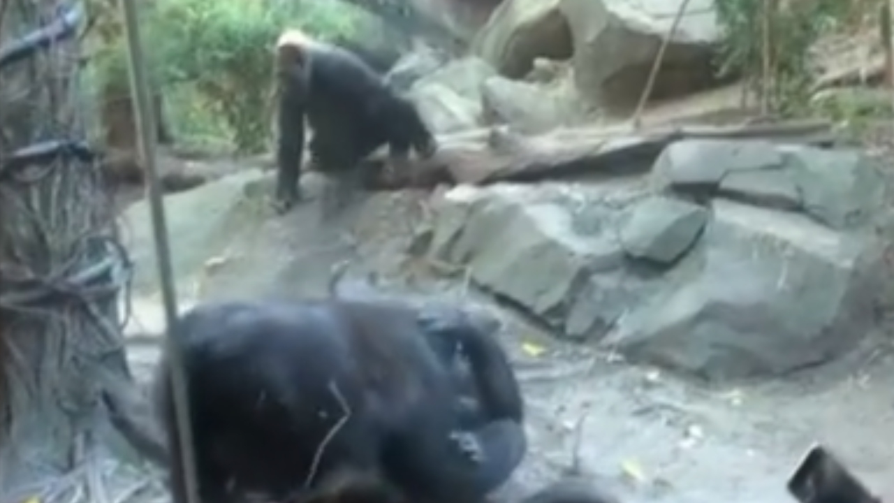 Macacos praticam sexo oral na frente de visitantes de um zoológico, nos EUA
