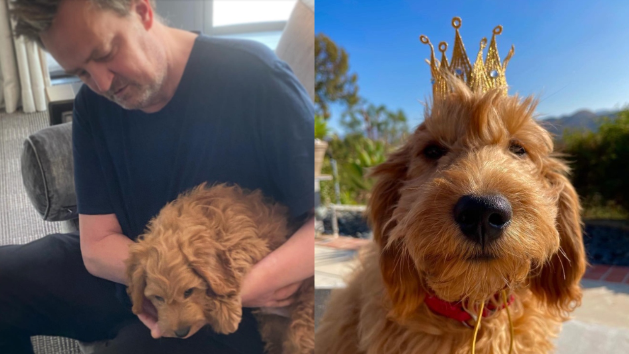 Matthew Perry: Atriz de Friends cogita adotar cachorro do ator