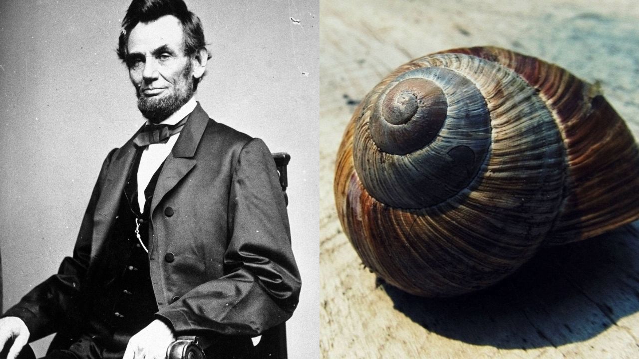 Molusco de mais de 200 anos é nomeado em homenagem a Abraham Lincoln