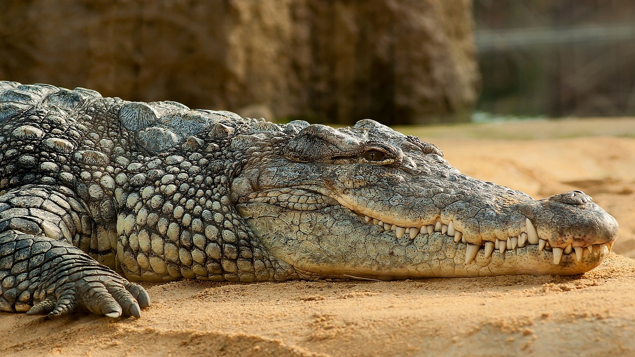 Sequestro selvagem: O curioso caso do crocodilo feito de refém