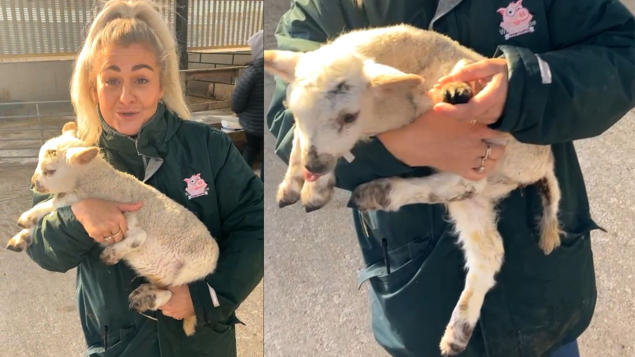 Cordeiro com 5 patas nasce em fazenda na Inglaterra