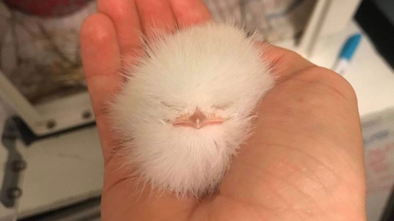 Homem encontra ‘bola de pelo’ na Austrália, e se surpreende com descoberta