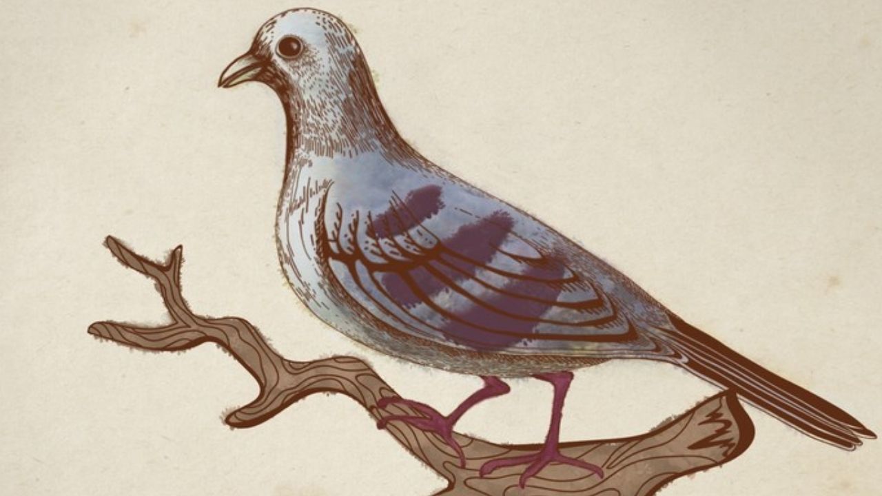 Entenda a história da ave perdida da Mata Atlântica
