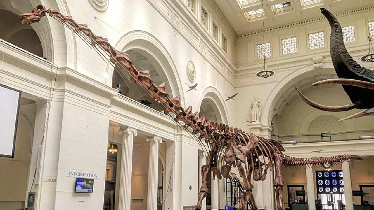 Maior dinossauro já encontrado poderá ser visto em mostra no Ibirapuera