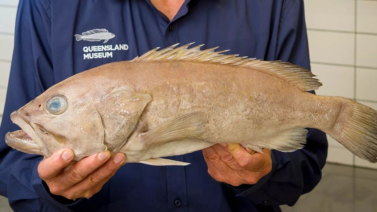 Durante anos, australianos consumiram peixe que não era conhecido pela Ciência