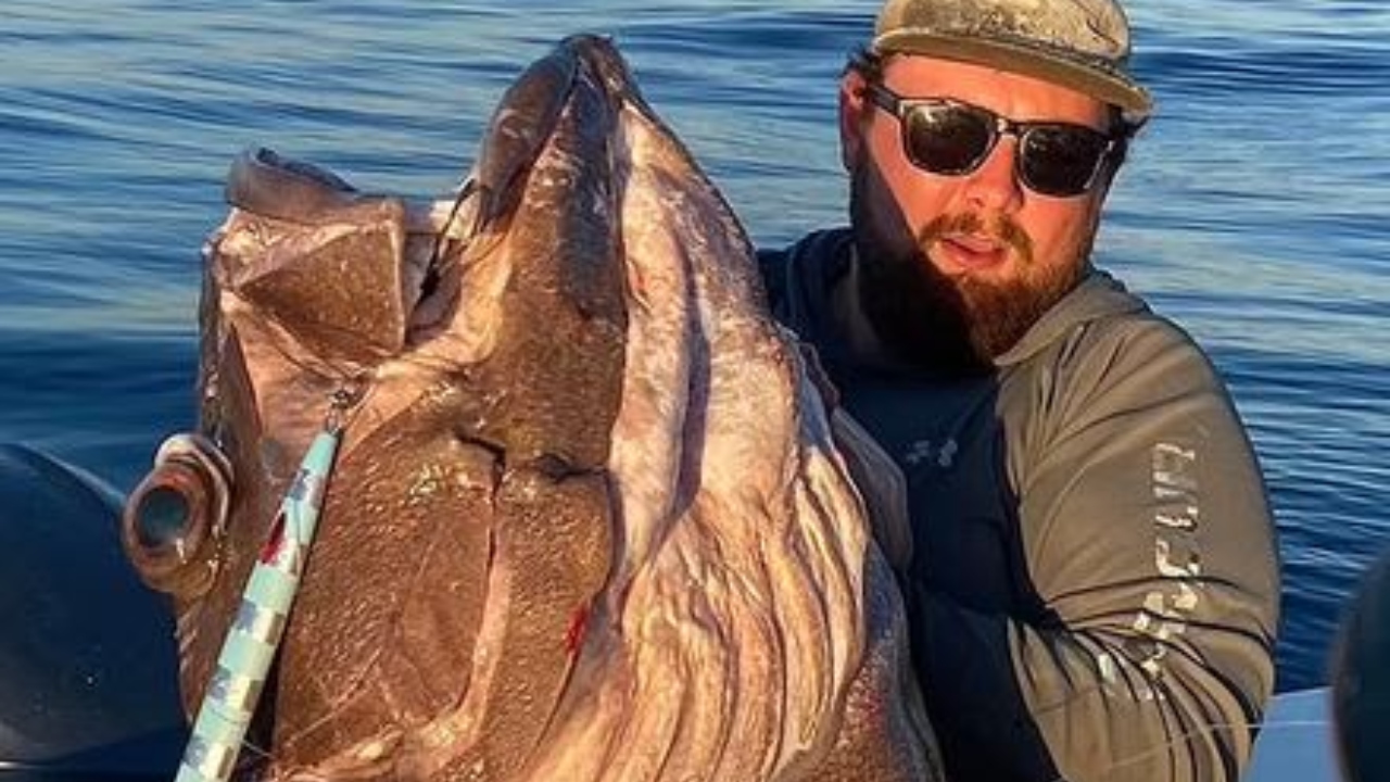 Peixe ‘gigante’ de 1,75 m é capturado na Austrália
