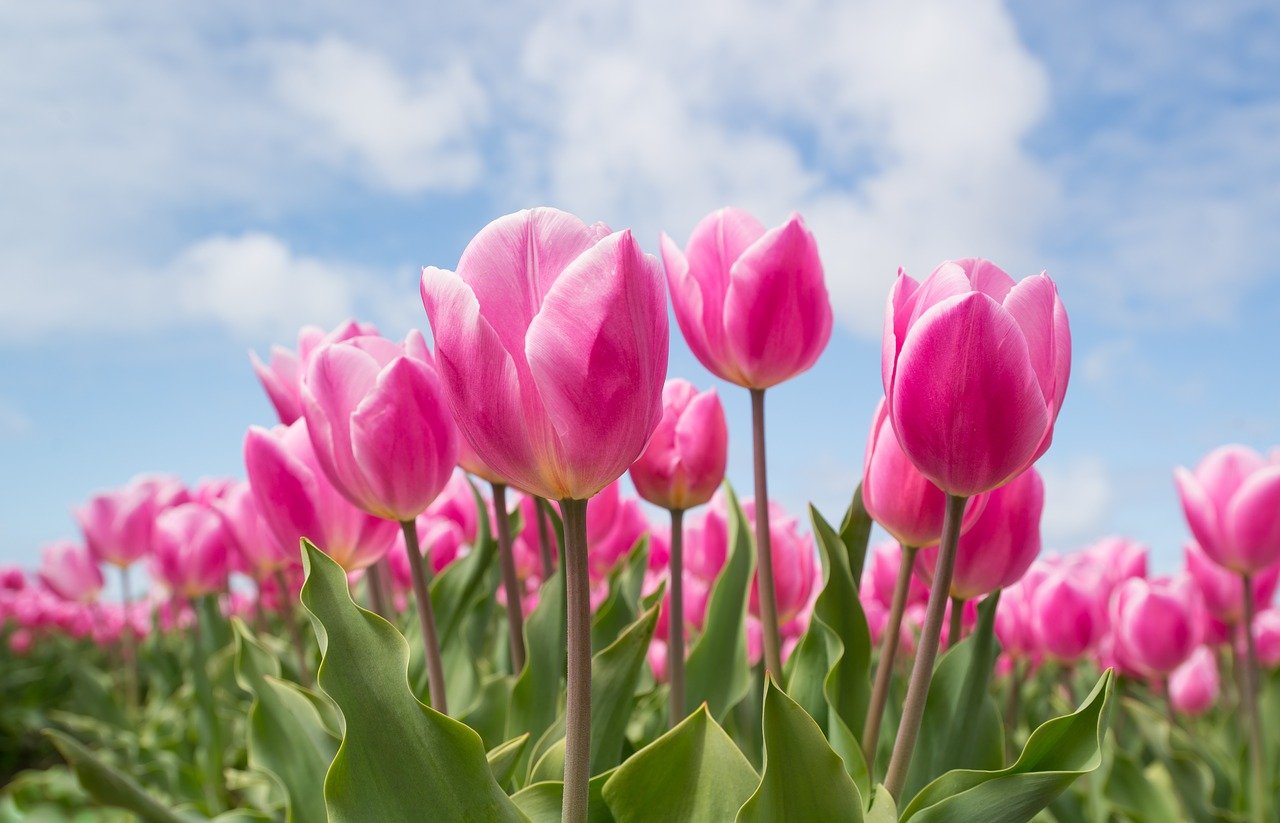 Dividas e apostas: Como tulipas causaram uma histeria na Holanda do século 16